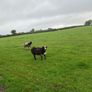 Dutch spotted hogget rams Image 6