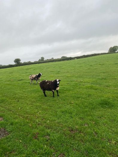 Dutch spotted hogget rams