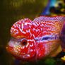 fish tank Image 8