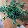 Bundle of 5 Artificial Trailing Plants (IKEA Fejka & Dunnes Stores) Image 4