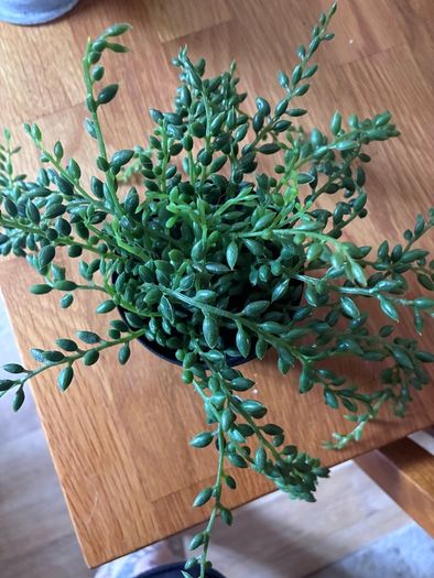 Bundle of 5 Artificial Trailing Plants (IKEA Fejka & Dunnes Stores)