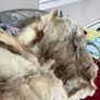 deer skin Image 3
