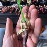 Star Wars episode 1 original key chains (1999) Image 3