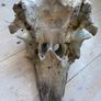 Antique skull of a dolphin Image 3
