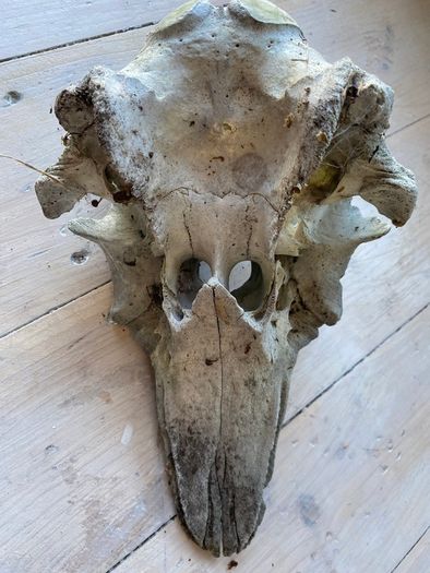 Antique skull of a dolphin