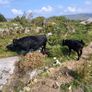 Cow and calf for sale Image 2