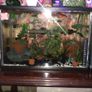 Fish Tank Swap Image 3