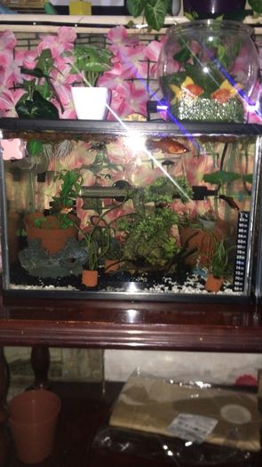 Fish Tank Swap