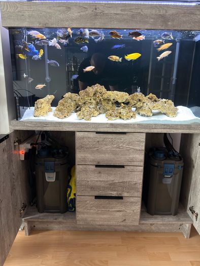 fish tank 300L malawi fish full set