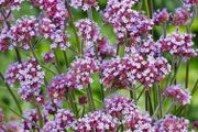 (V) Verbena Bonariensis seeds 0.1g (412600)