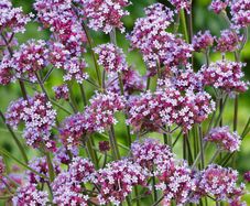 (V) Verbena Bonariensis seeds 0.1g (412600)