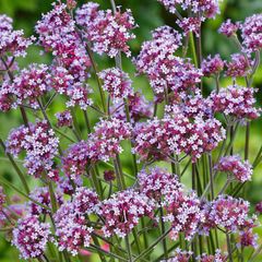 (V) Verbena Bonariensis seeds 0.1g (412600)