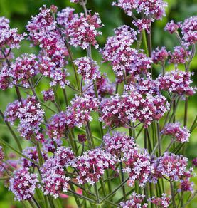 (V) Verbena Bonariensis seeds 0.1g (412600)