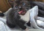 kittens free to good home
