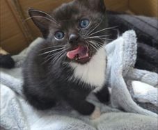 kittens free to good home