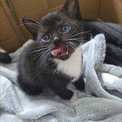 kittens free to good home