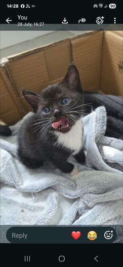 kittens free to good home