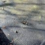 Large Trampoline 3.4 x 2.6m (Free) Image 6