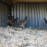 Modern game birds Image 5
