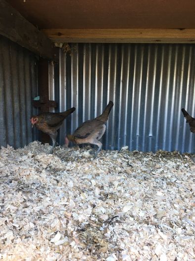 Modern game birds