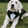 Wedding Image 7