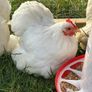 White pekin bantam Image 3