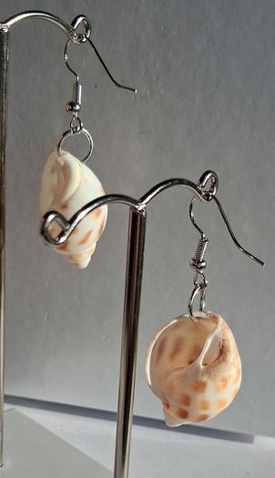 Babylonia Areolata Shells Earrings