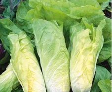 (C) Leaf Chicory Bianca Di Milano seeds 2g (442359)