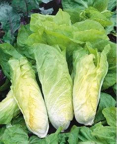 (C) Leaf Chicory Bianca Di Milano seeds 2g (442359)