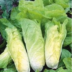 (C) Leaf Chicory Bianca Di Milano seeds 2g (442359)