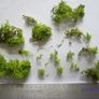 Jar of spring Green Reindeer Moss (Lichen) Image 6