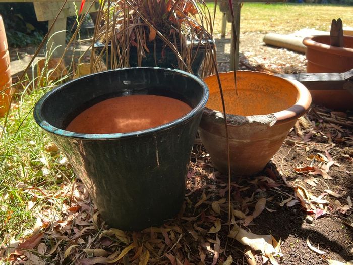 plant pots job lot