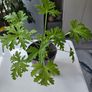 Lemon scented geranium Image 2