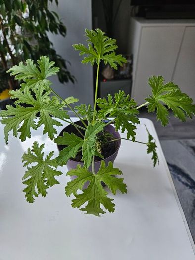 Lemon scented geranium