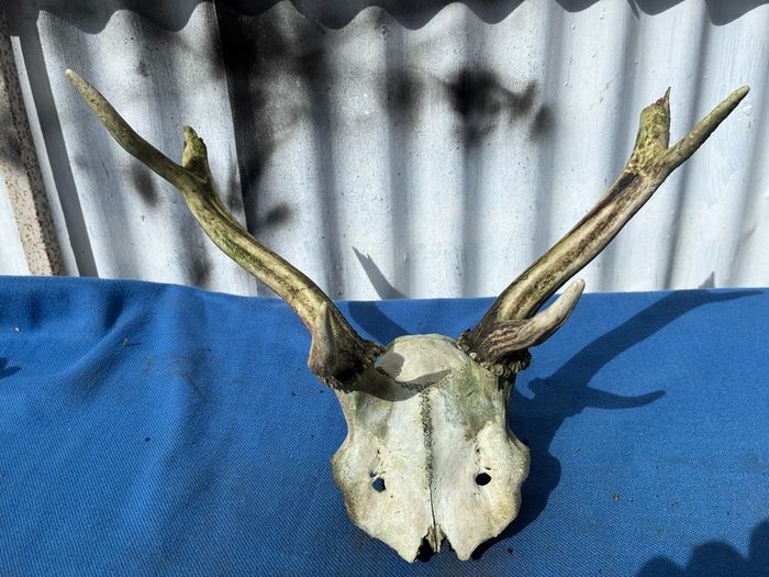 Deer skull and horns