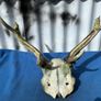 Deer skull and horns Image 2