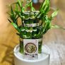Lucky Bamboo in 10cm pot and 20cm in height Image 2