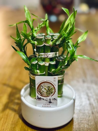 Lucky Bamboo in 10cm pot and 20cm in height
