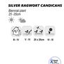(C) Cineraria Silver Ragwort Candicans seeds 0.1g (277052) Image 2