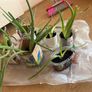 Aloe vera plants Image 3