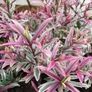 plants Image 3