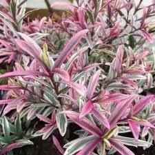 plants