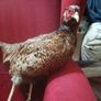 Taxidermy Common Cock Pheasant Image 9