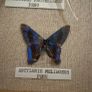 Vintage Framed Real Butterfly Collection With 8 Labelled Specimens Image 9