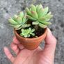 plant Image 3