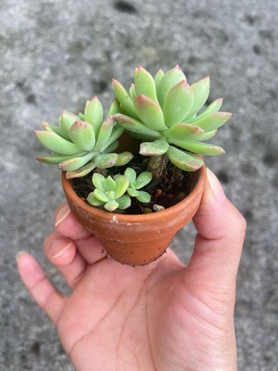 plant