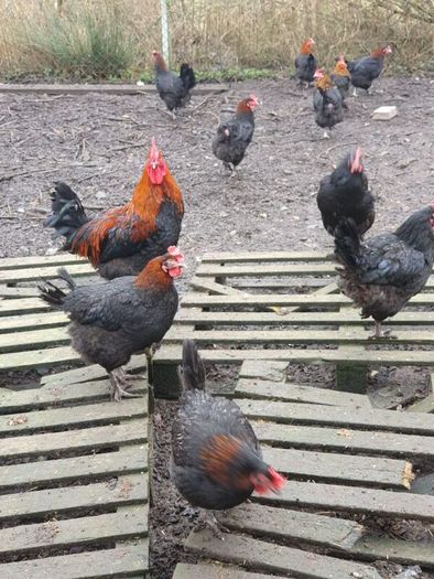 Pullets/hens/roosters/point of lay/