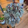 plants Image 2