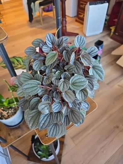 plants