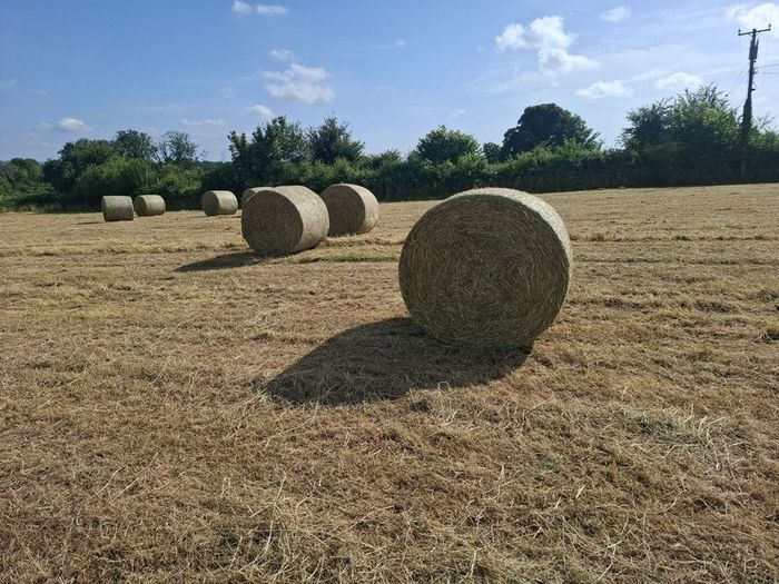 Hay